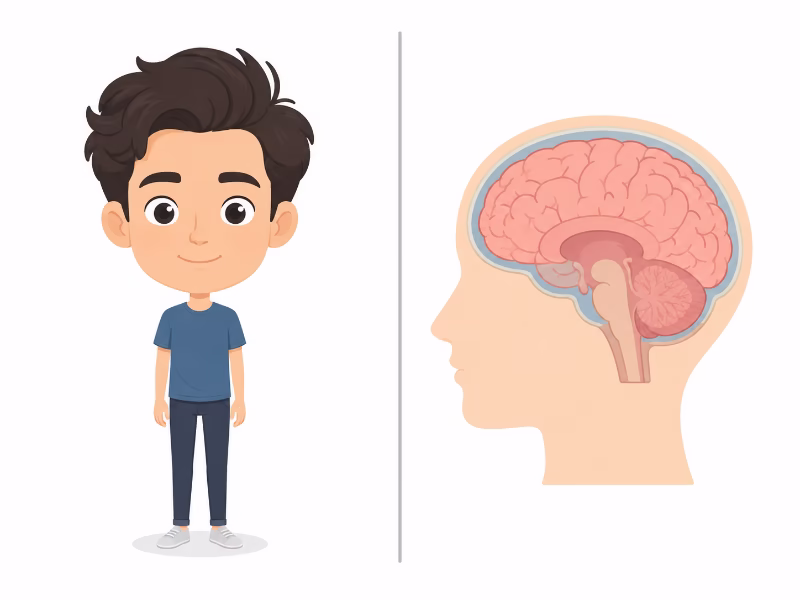 見た目の頭の大きさと脳容積の違いを示す比較イラスト