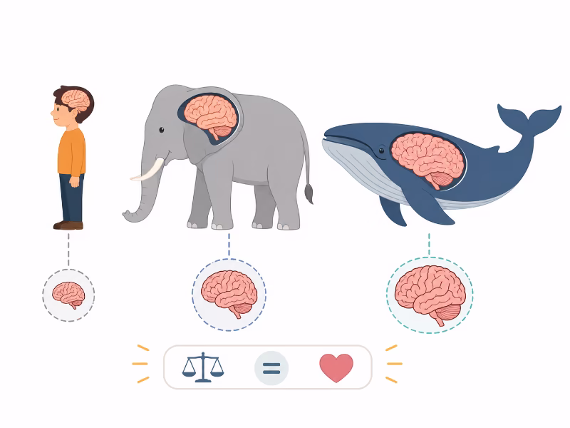 人間とゾウとクジラの脳の大きさを比較したイラスト