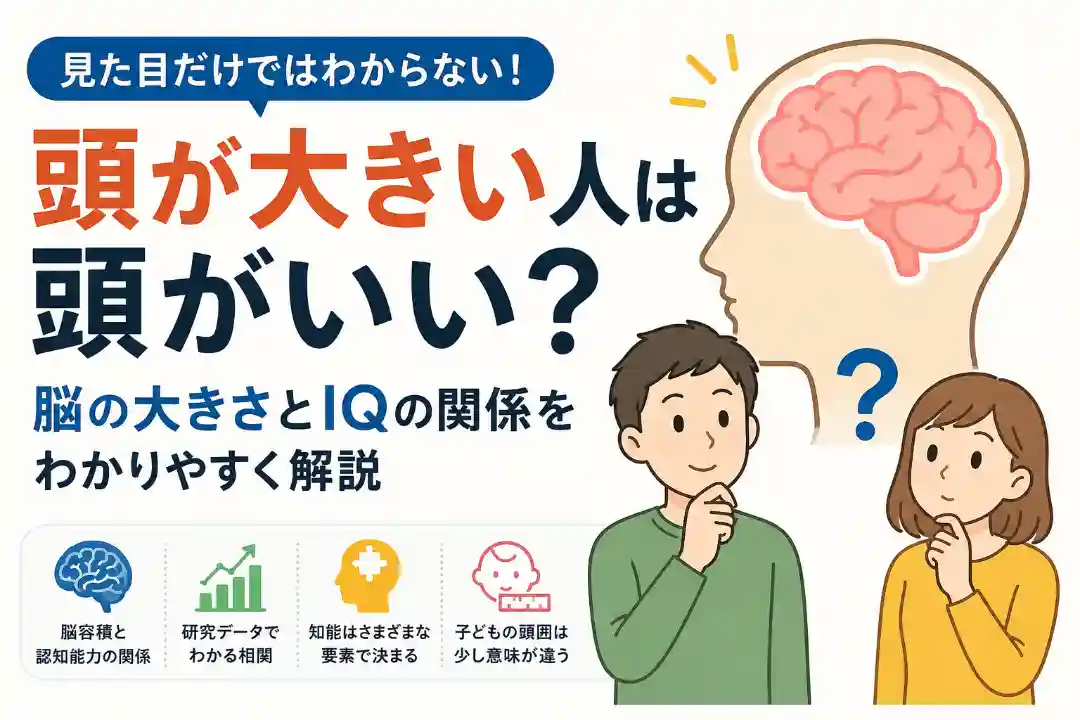 頭が大きい人は頭がいいのか、脳の大きさとIQの関係を解説するアイキャッチ画像