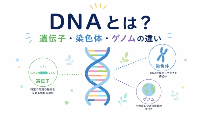 DNAとは何か、遺伝子・染色体・ゲノムの違いをやさしく解説する記事のアイキャッチ画像